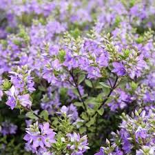 Pin On Growing Plants Recommendations