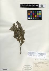 Image result for Crossopetalum mossambicense