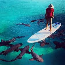 Ingrained Synonym Shark Shark Week Standup Paddle