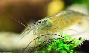 Amano Shrimp Care Feeding Algae Eating Size Lifespan Video