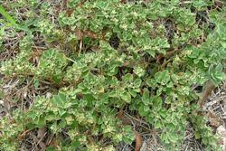 Image result for Grewia pubescens