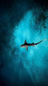 Check spelling or type a new query. Shark Wallpaper Kolpaper Awesome Free Hd Wallpapers