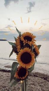 11 Beautiful Sunflower Wallpaper For Iphone Naturfotografie Sonnenblumenbilder Sonnenblumen Tapete