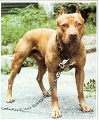 6 Month American Pitbull Terrier Black And White Thembulldawgs Pr Sarona Deadly Demon 1xw Pitbulls Dog Breeds Canine Pet Dogs Pitbull Puppy Pitbull Pitbull Puppies Pitbull Dog American Pitbull Terrier