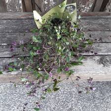Shade to partial shade, temp. Tahitian Bridal Veil Plant Gibasis Geniculata Gifts For Him N Her Shop Online