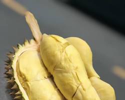 Hình ảnh về Sầu riêng Monthong