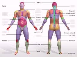 The body is studied by health professionals, physiologists, anatomists, and by artists to assist them in their work. Human Body Regions Diagram Human Anatomy