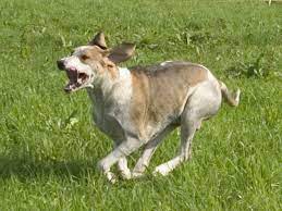 Aussehen bilder charakter geschichte züchter vereine verfügbare welpen jetzt.laufhunde, schweisshunde und verwandte rassen sektion 1.1 große laufhunde. Grand Anglo Francais Blanc Et Orange Wikipedia