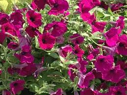 Petunias are moderately easy to grow from seed, and extremely easy to grow from commercially grown seedlings. Petunia Flowers Planting Growing And Caring For Petunias Hgtv