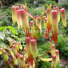 Image result for Bryophyllum pinnatum