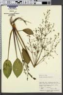 Image result for Burnatia enneandra