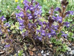 Image result for Orobanche