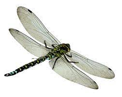 Dragonfly Png Image Pngpix Dragonfly Dragonfly Illustration Dragonfly Photos