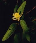 Image result for Melhania forbesii