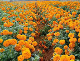 Check spelling or type a new query. Marigold Tagetes Erecta Genda Uses Benefits And Ayurveda Properties