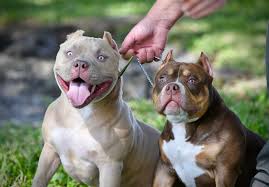 We have been breeding this pit bull puppies for over 14 years now avilable pitbull puppies at the moment. The Flashy Tri Color American Bully Puppies Of Venomline American Bully Cute Puppy Breeds Pocket Bully