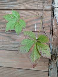 Image result for Parthenocissus quinquefolia