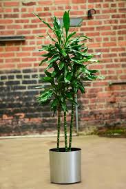 Image result for Dracaena laxissima
