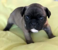 To bring you the healthiest, best looking, most exclusive pedigrees to every french bulldog lover here in south florida and around the world. French Bulldog Puppy For Sale In West Palm Beach Fl Adn 59691 On Puppyfinder Com Gender French Bulldog Puppies For Sale French Bulldog French Bulldog Puppy