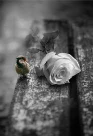 Black And White Vs Color Photography Pin By Kathy Burgess Greenfield Dye On Grief Mourning White Photography Color Splash Photography Black And White Photography