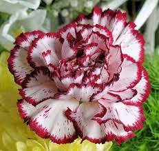 Carnation Flowers Carnation Flower Carnations