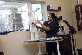 They charge $25 to wash and dry buddy. Dog And Puppy Grooming With Spa Services Mercer County Hamilton