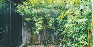 Hardiness zones 8b and above. Beware Of Invasive Bamboo Taking Over Gardens Experts Warn