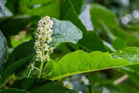 Image result for Phytolaccaceae