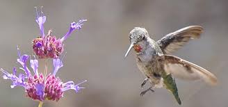 Hummingbirds are primarily attracted to long tubular flowers that are red, but are frequently seen visiting flowers that are orange, yellow, purple, or even blue, giving you plenty to choose from. How To Create A California Hummingbird Garden With Native Flowers Pictures Of Both Hummingbird And Butterfly Species