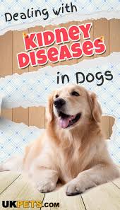 1 In 10 Dogs Is Affected By Kidney Disease Dog Kidney Disease Diet Dog Renal Failure Kidney Disease