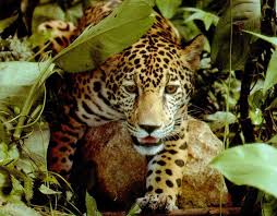 Leopard In Amazon Rainforest Also Is One Of The Endangered Species In Amazon Rainforest Rainforest Animals Rainforest Jaguar Amazon Animals