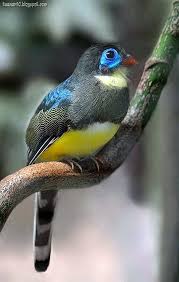 Sumatran Trogon Apalharpactes Mackloti Trogon Birds Are Residents Of Tropical Forests Worldwide Vogel Fotos Exotische Vogel Bunter Vogel