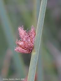 Image result for Schoenoplectus muricinux