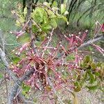 Image result for Agelanthus zizyphifolius