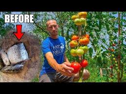 What Happens When You Bury A Fish Under A Tomato Plant The Results Youtube Tips For Growing Tomatoes Tomato Tomato Plants