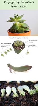 It's also a big test of your patience. Propagating Succulents From Leaves The Succulent Eclectic