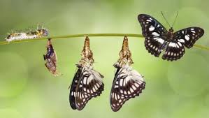 The butterfly adalah simbol kebahagiaan dan cinta. Metamorfosis Kupu Kupu