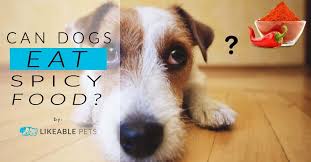 One of the fruits dogs can eat is cranberries. Can Dogs Eat Spicy Food Is It Good Or Bad For Them