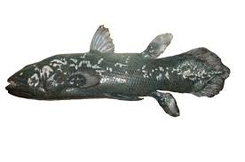 Image result for Coelachne