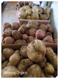 Gardening experts recommend that gardeners use certified seed potatoes when growing them in the garden, and you can certainly find a larger selection of potato varieties from a seed catalog. Growing Organic How To Store Potatoes