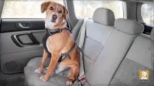 Like most other sleepypod car harnesses, the sport utility harness is designed to spread out the forces of a car accident across your dog's entire torso, thereby helping to prevent injuries. Best Dog Harness For Cars 2021 Crash Tested Seat Belts