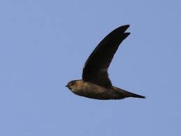 May 22, 2017 · india is a signatory to several major international conventions relating to conservation and management of wildlife. Indian Swiftlet Aerodramus Unicolor Birds Of The World