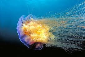 Scott Leslie Of Annapolis Royal Nova Scotia Lion S Mane Jellyfish Ocean Creatures Life Of Lion