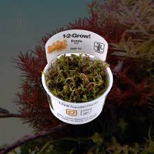 Image result for Rotala tenella