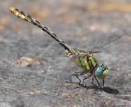 Roswell Chapter Meeting: Dragonflies of Georgia