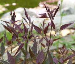 Image result for Clematis recta atropurpurea