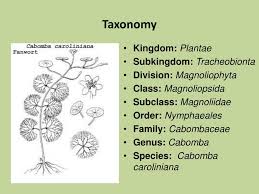 Image result for Cabombaceae