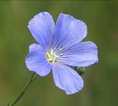 Species Of Uk Week 61 Flax Linum Usitatissimum
