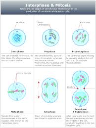 Pin On Anatomy Biology