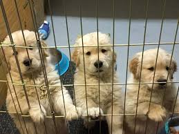 Pin By Hunter Insurance Agency Inc On Crosby The Insurance Mascot Golden Retriever Mascot Retriever